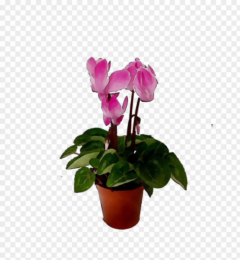 Cyclamen Moth Orchids Flowerpot Houseplant Cut Flowers PNG