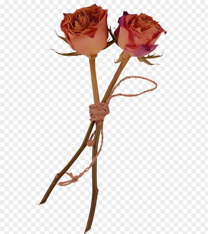 Flower Garden Roses Herbarium Clip Art PNG
