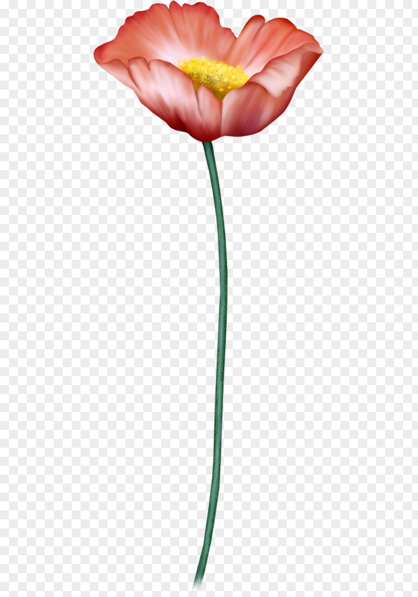 Garden Roses Tulip PNG