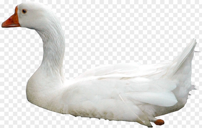 Swan Clip Art PNG