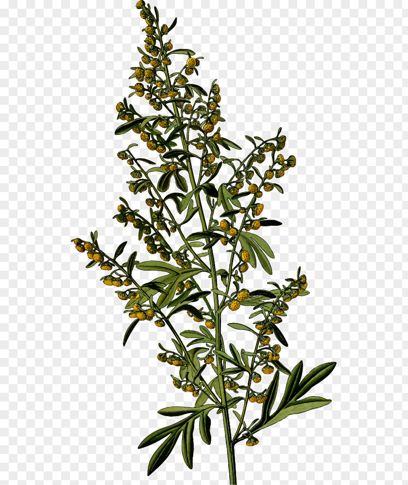 Sweet Wormwood Common Mugwort Absinthe Plant PNG