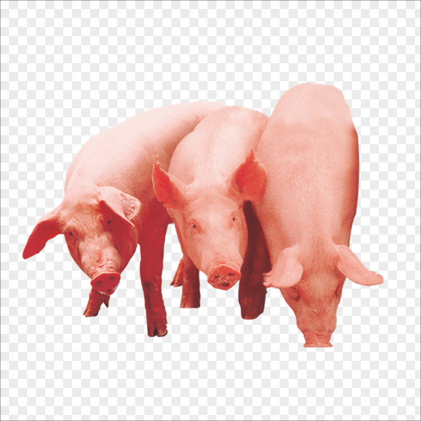 A Pig Domestic The Three Little Pigs Clip Art PNG