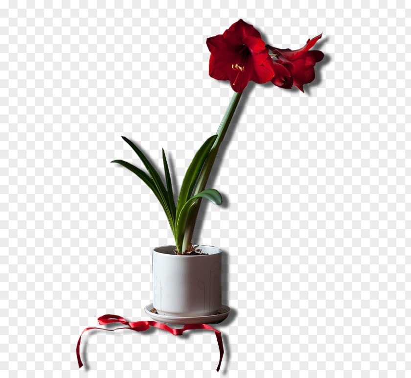 Flower Hippeastrum PNG