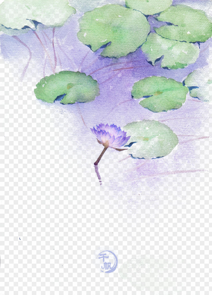 Purple Water Lily Picture Material PNG