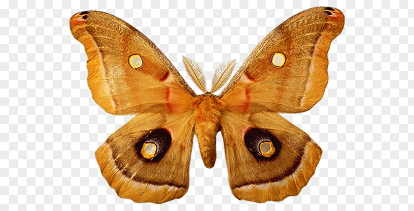 Butterfly Desktop Wallpaper PNG