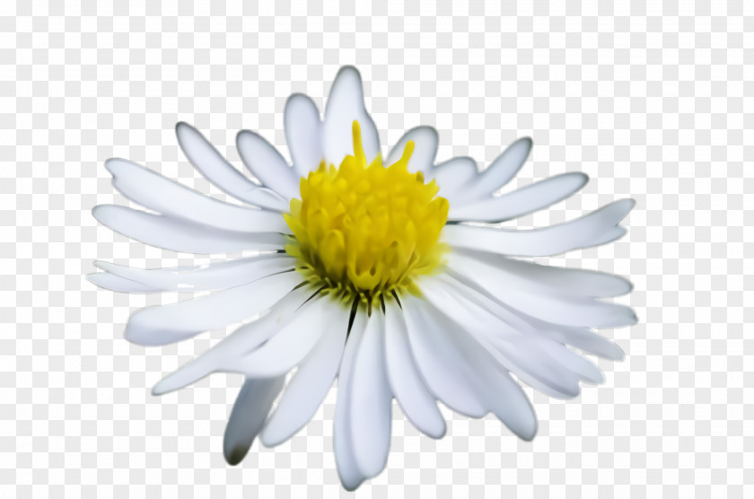 Camomile Chamomile Daisy PNG