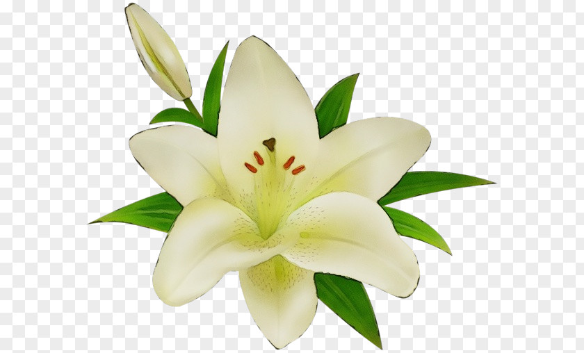 Daylily Cut Flowers White Lily Flower PNG