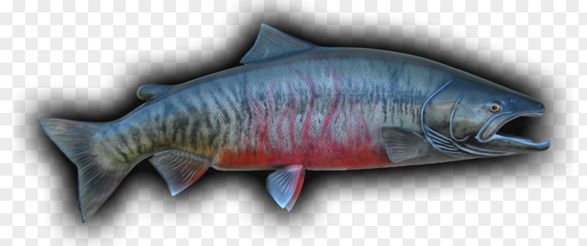 Fish Coho Salmon Chum Products Cod PNG