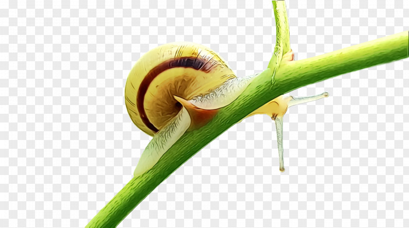 Plant Stem Leaf Pest Snail Plants PNG