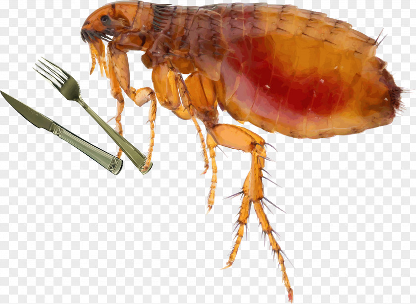 Cat Insect Fleas And Flea Control Dog PNG