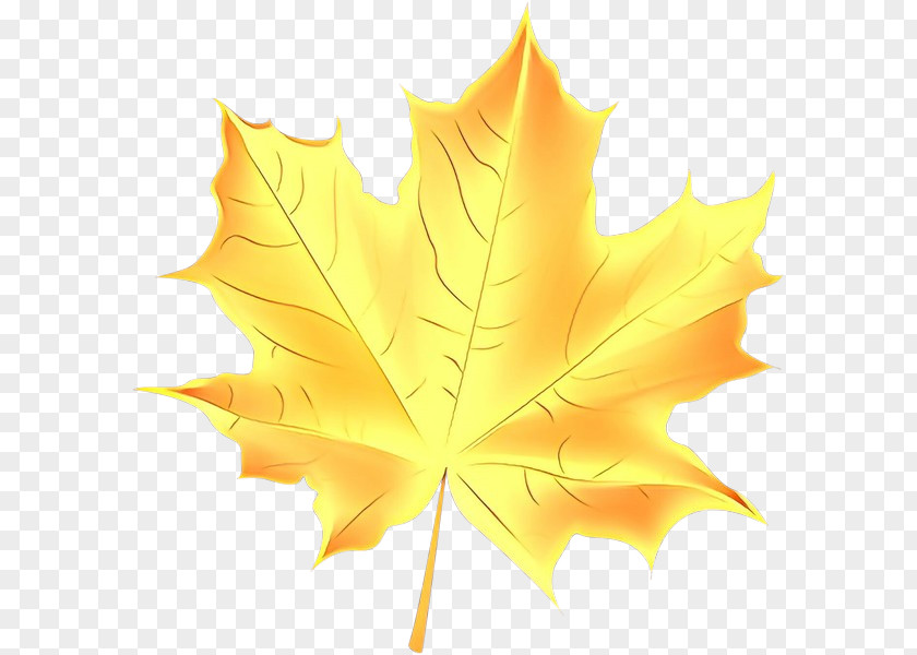 Deciduous Orange Maple Leaf PNG