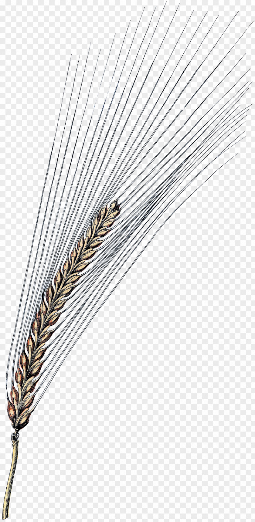 Feather PNG