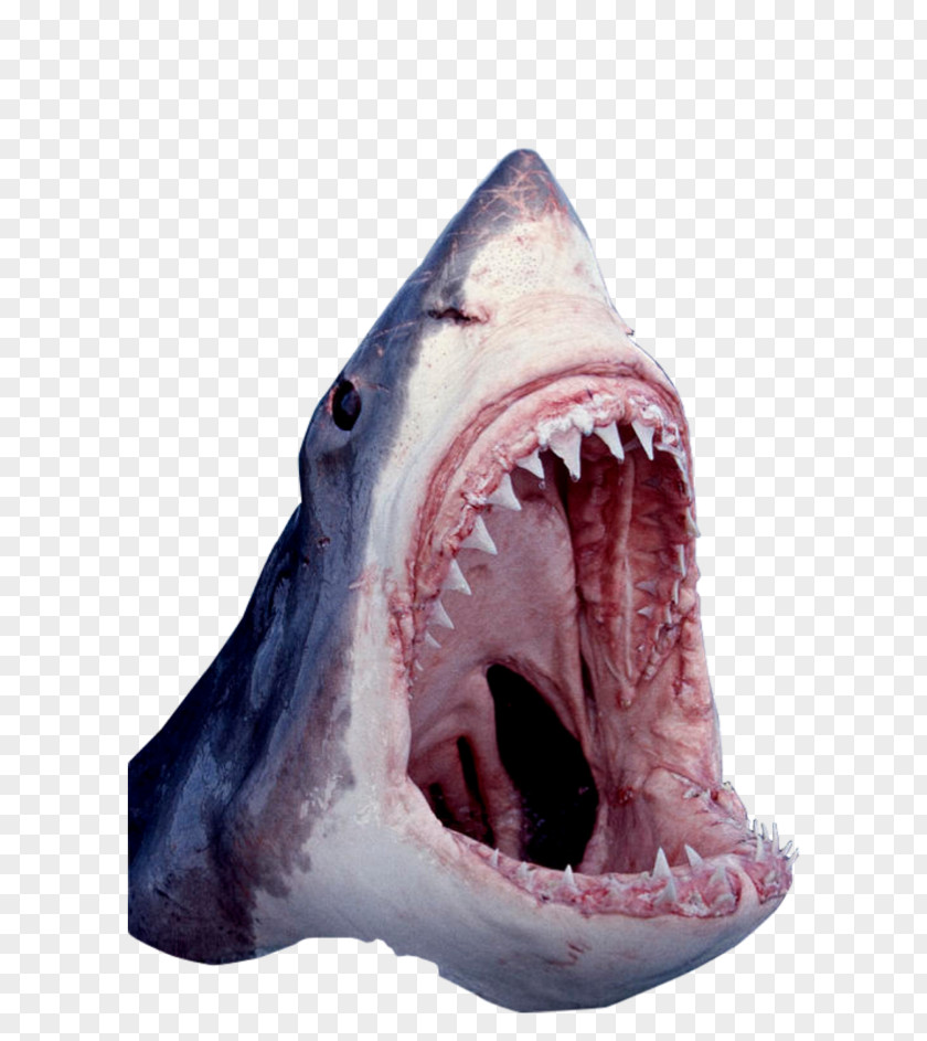 Fresh Mouth Great White Shark Tiger Cartilaginous Fishes Jaws PNG