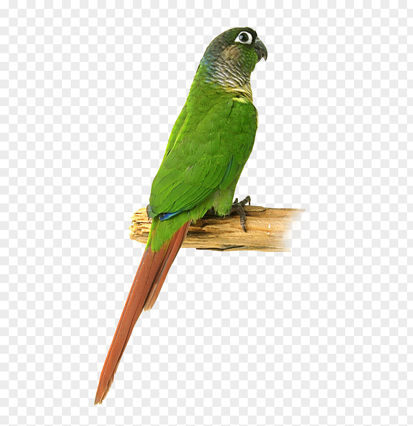 Bird Macaw Parakeet Feather Beak PNG