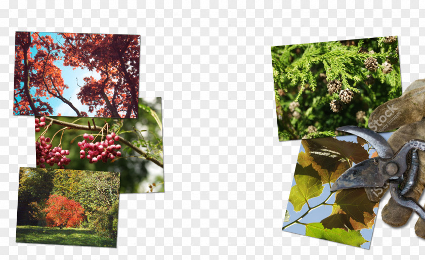 Early Autumn Leaf Fauna Collage Tree PNG