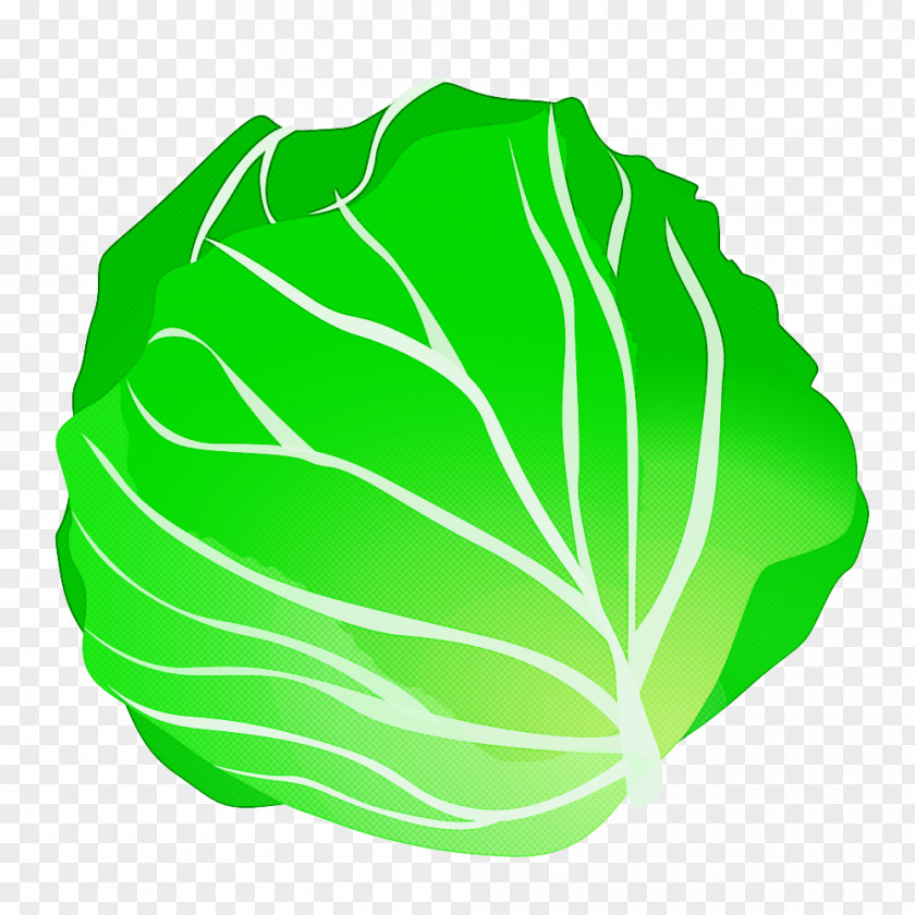 Green Cabbage Leaf Vegetable PNG