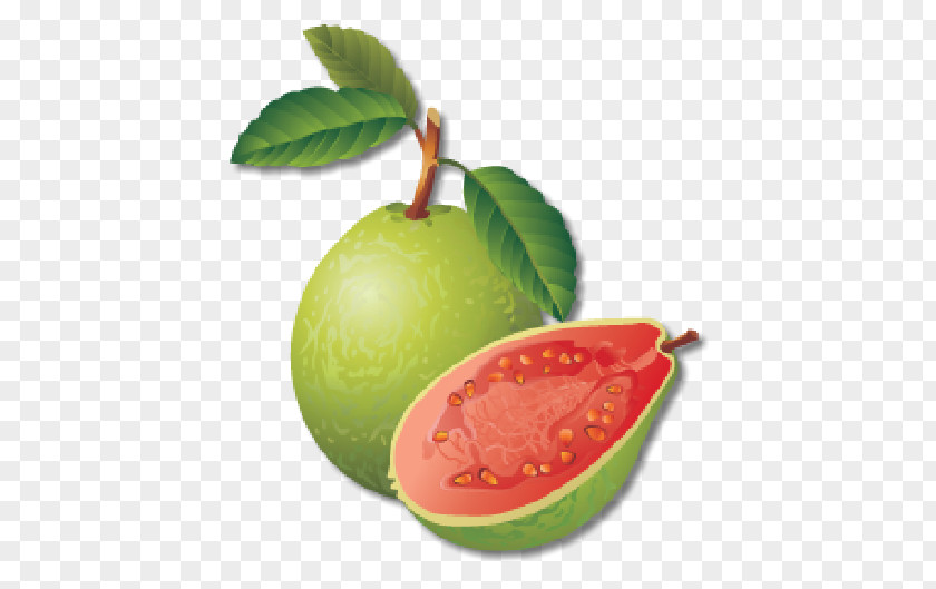 Guave Ecommerce Vector Graphics Guava Royalty-free Illustration Clip Art PNG