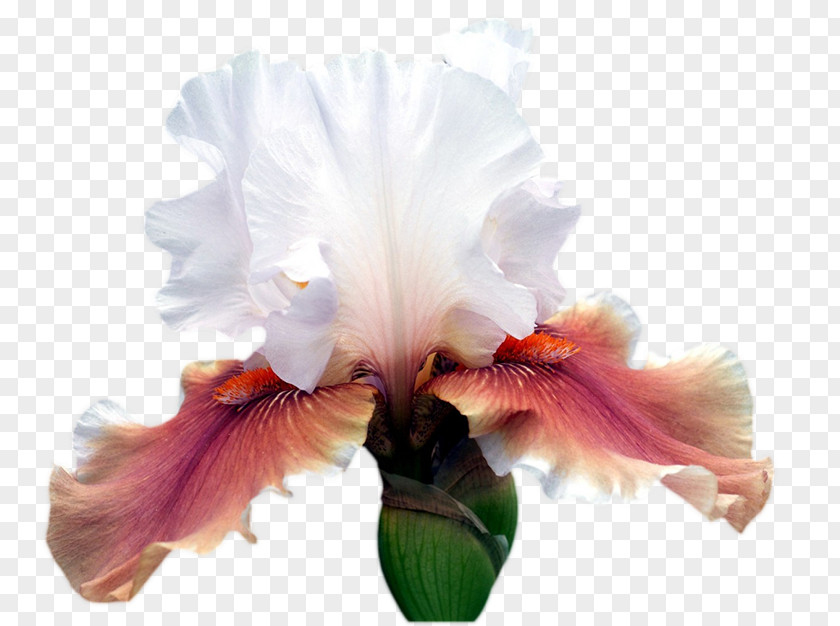 Iris Pennant Clip Art Irises Ohio Cut Flowers PNG