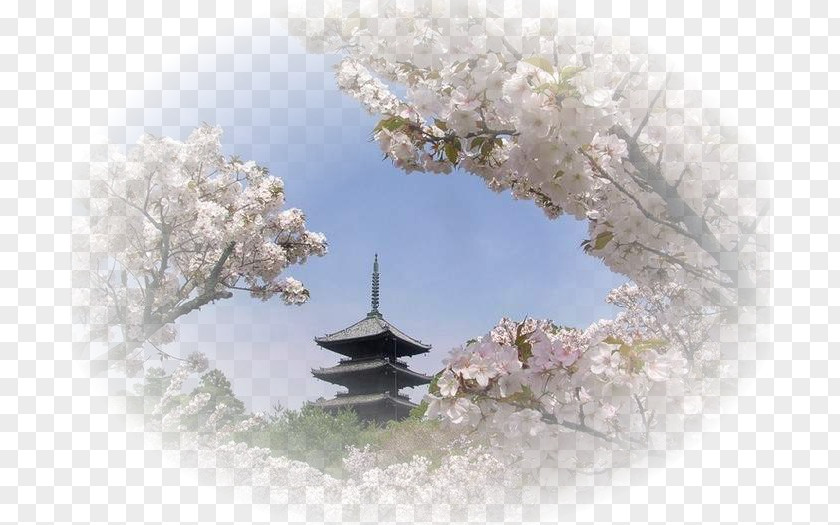 Japan Cherry Blossom Lecture Economique De L'Histoire Du Japon Landscape Hanami PNG