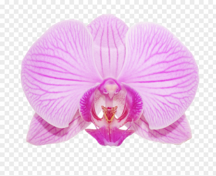 Orchids Violet Magenta Purple Clip Art PNG