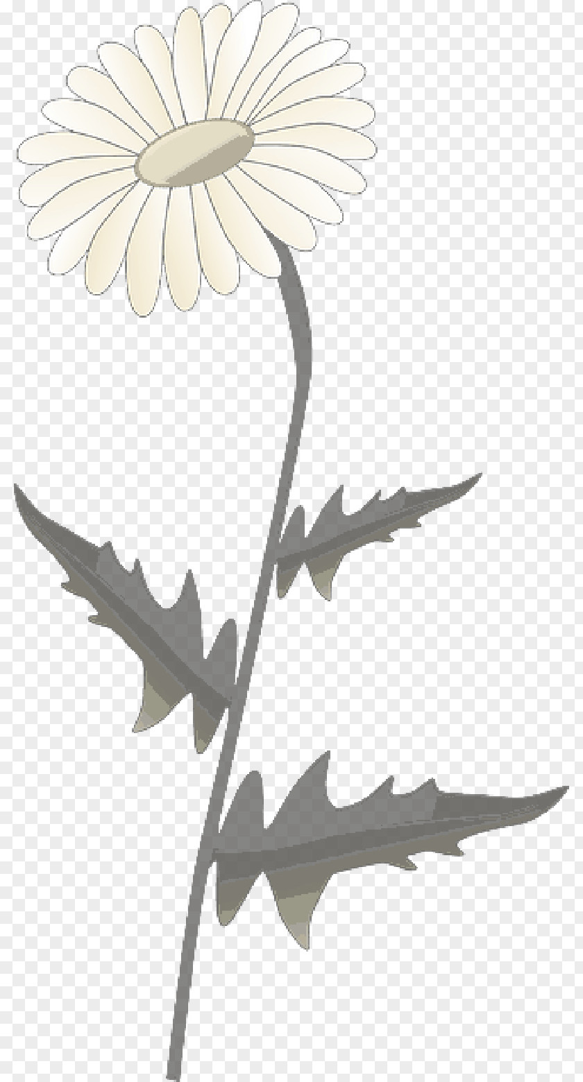 Drawing Plant Clip Art Vector Graphics Common Daisy Free Content PNG