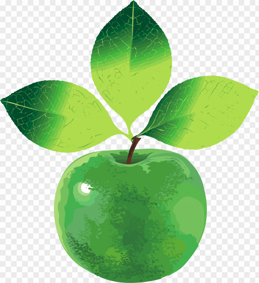GREEN APPLE Apple Green Vecteur PNG