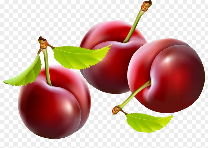 Hand-painted Cherry Plum Clip Art PNG