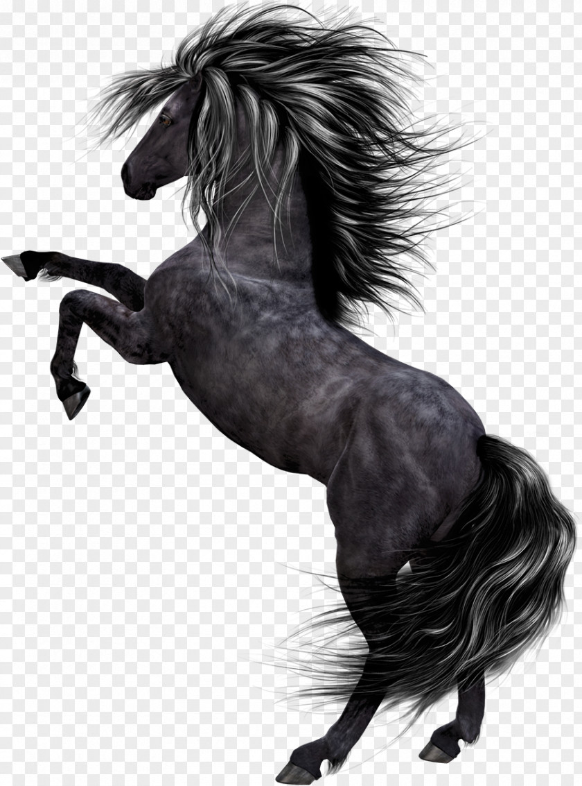 Horse Pony Black PNG