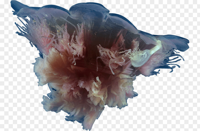 Jellyfish Transparent Cyanea Rosea Animal Copyright PNG