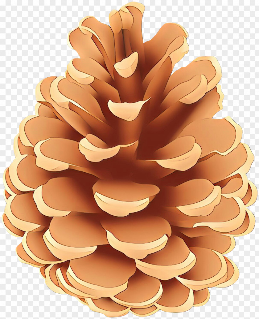 Natural Material Pine Family Tree Plant Sugar PNG