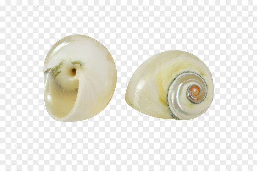 Snail Seashell Jewelry Design Jewellery Wish List PNG