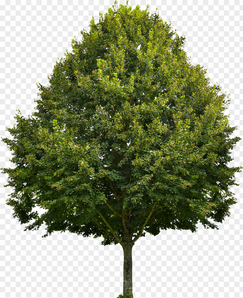 Tilia Cordata Red Maple Portia Tree Sugar Oak PNG