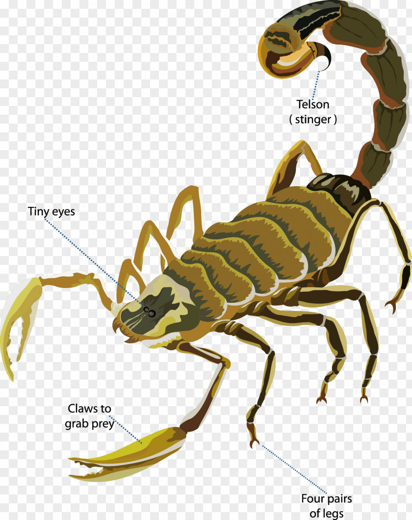 Vector Scorpion Deathstalker Euclidean PNG