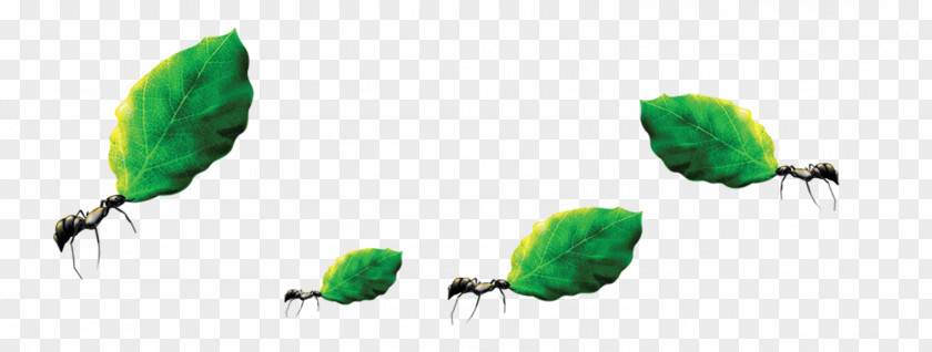 Ants Move Leaves Ant Download Labor Computer File PNG