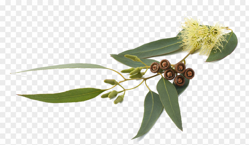 Aromatherpy Eucalyptus Globulus Smithii Radiata Oil Essential PNG