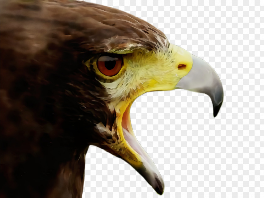 Bald Eagle Golden Bird Beak Of Prey Hawk PNG