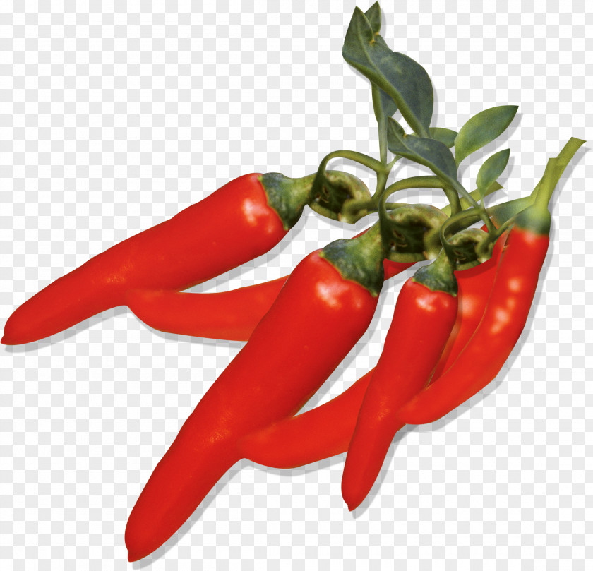 Chilli Pepper Capsicum Annuum Chili Fruit Wallpaper PNG