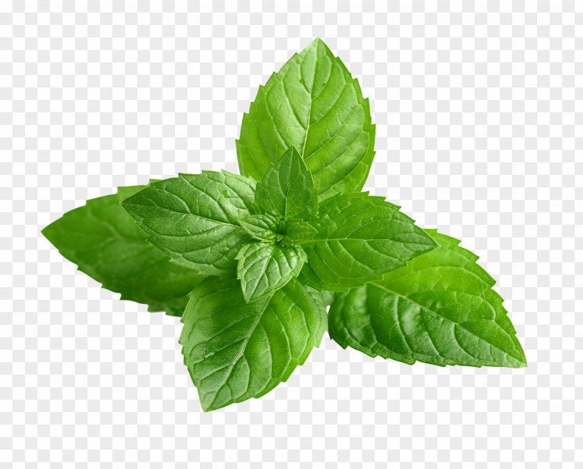 Mint Julep Community Center Peppermint Herb Menthol Tea Spearmint PNG