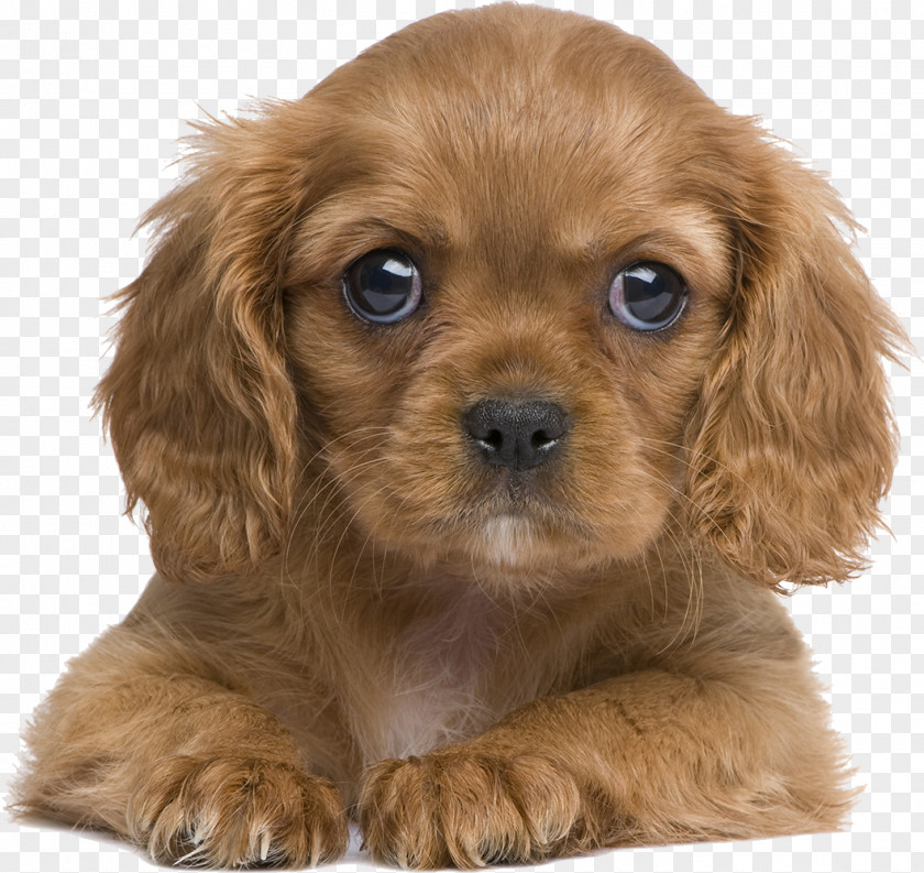 Puppy Cavalier King Charles Spaniel Poodle Pet PNG