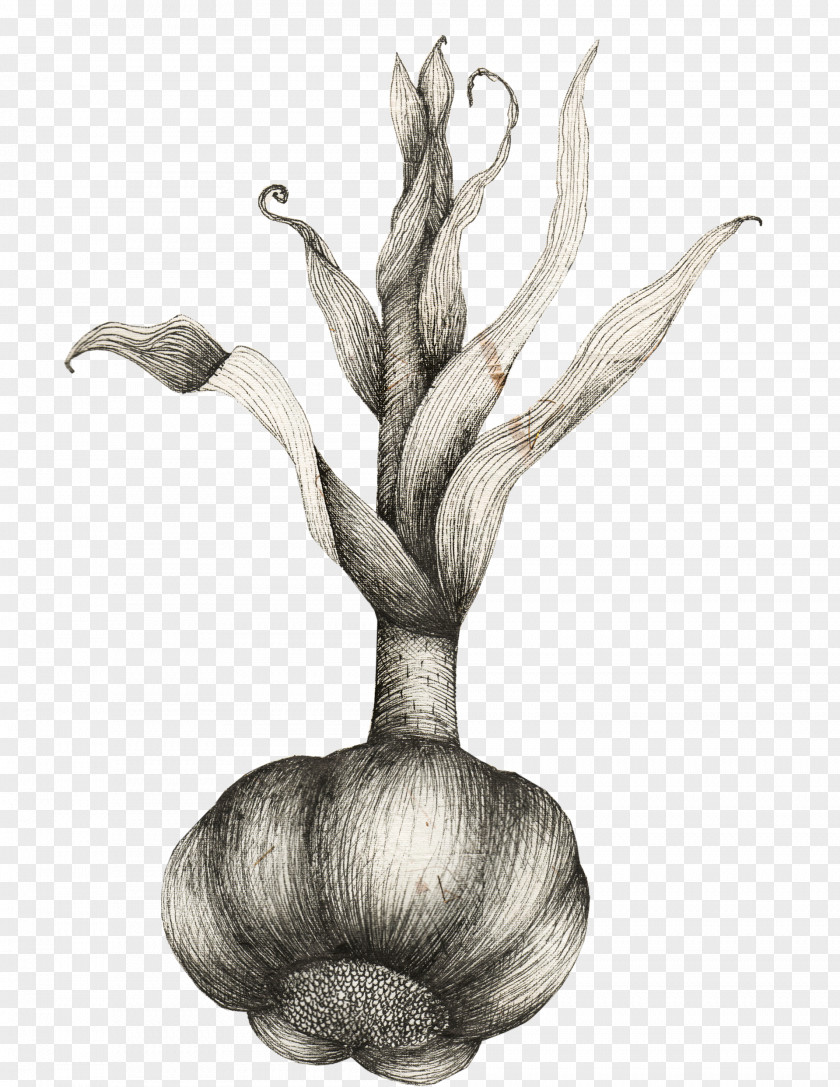 Ayurvedic Illustration /m/02csf Drawing Plant Stem Branching Plants PNG