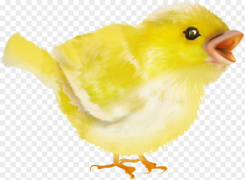 Bird Water Beak Feather Chicken As Food PNG