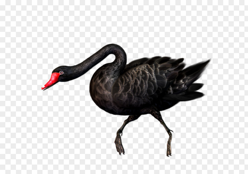 Black Swan Bird Clip Art PNG