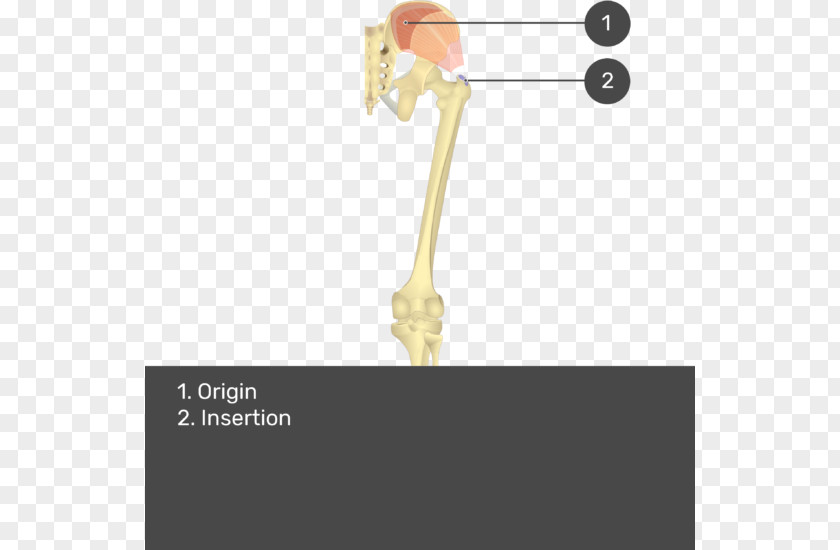 Gluteus Gluteal Muscles Medius Muscle Maximus Minimus Origin And Insertion PNG