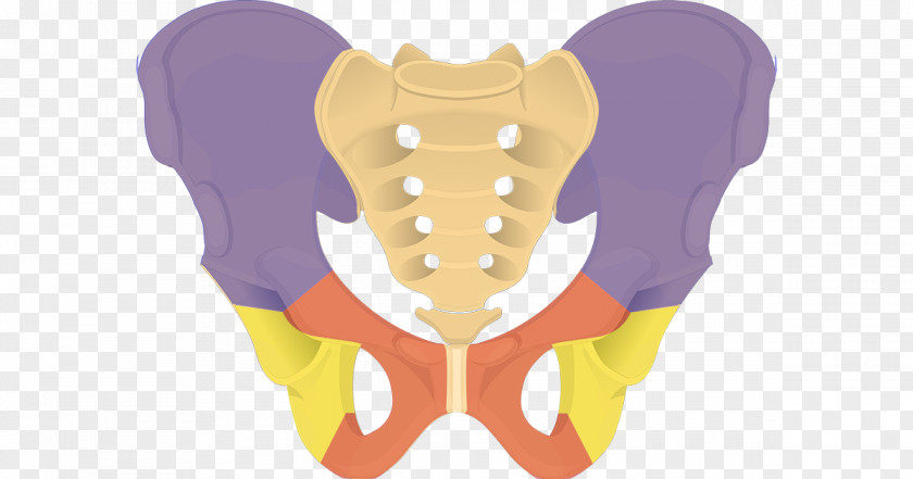 Hip Bone Pelvis Iliac Crest Pubis PNG