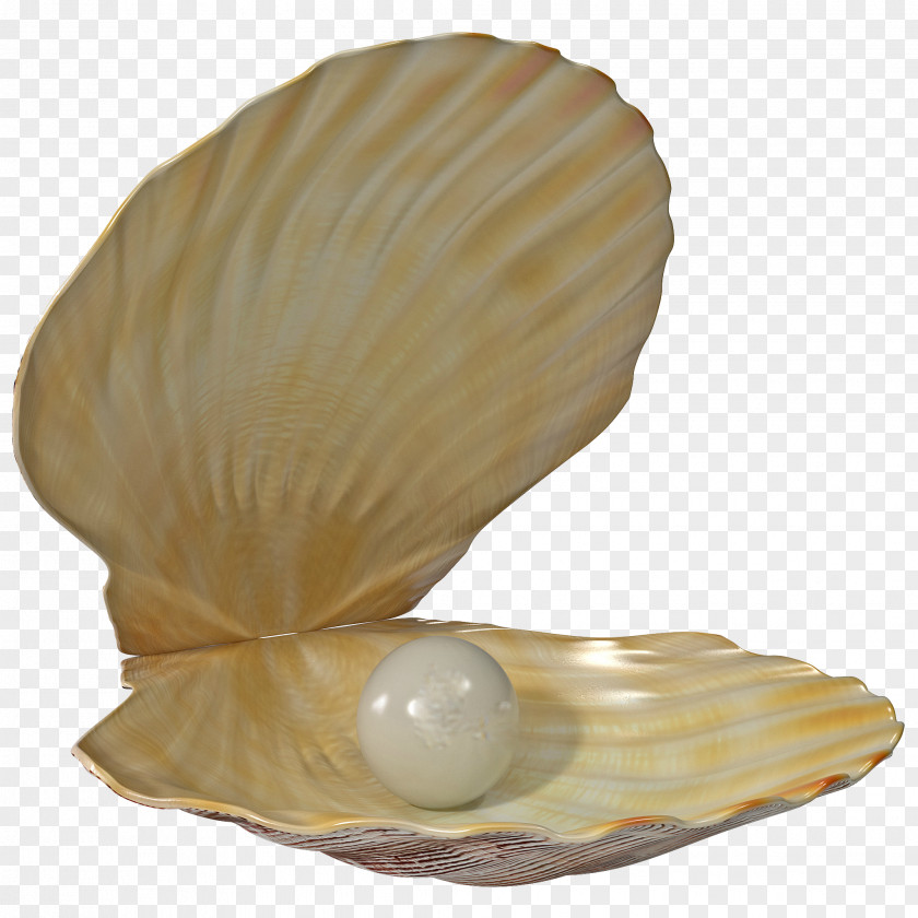 Seashell Clip Art Pearl Openclipart PNG