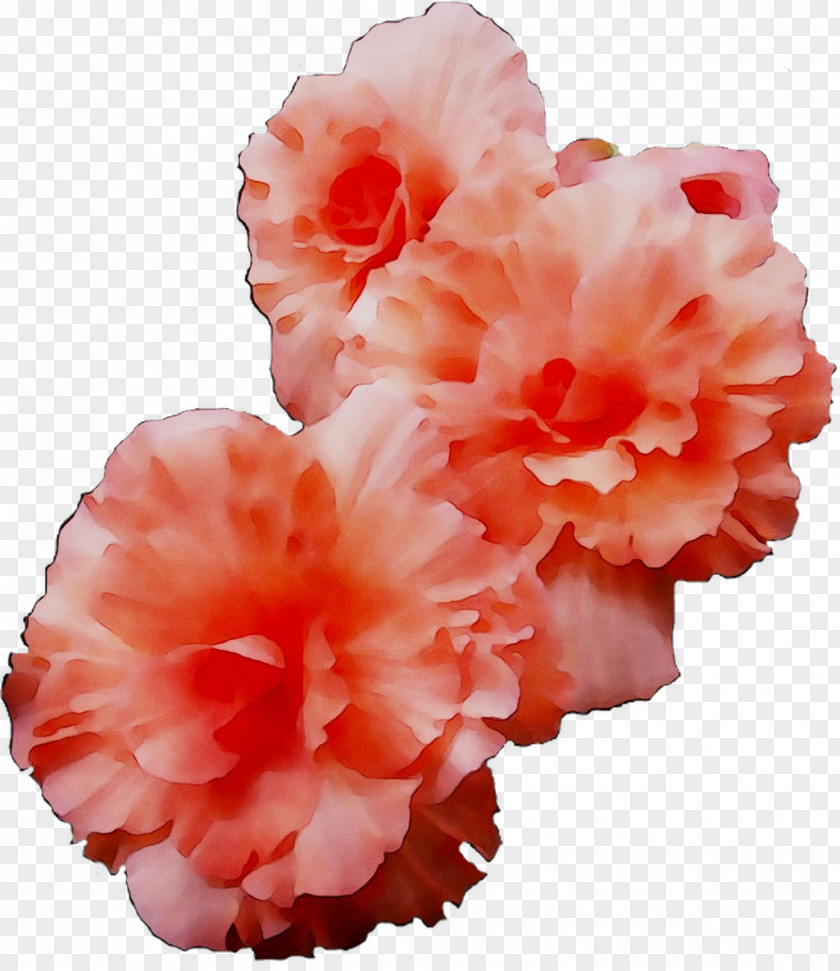 Azalea Carnation Cut Flowers IPhone XR Pink M PNG