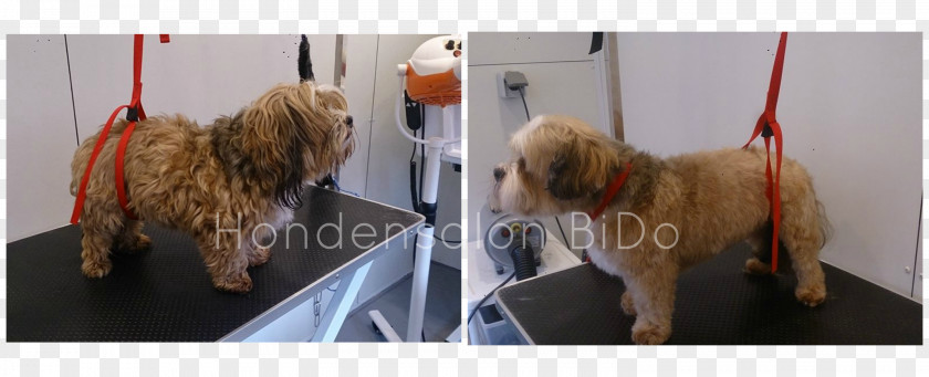 Hairdresser Norfolk Terrier Soft-coated Wheaten Goldendoodle Cockapoo Tibetan PNG