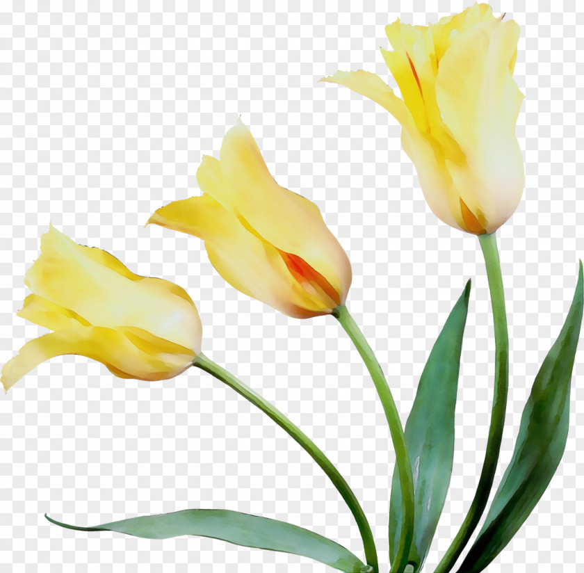 Lady Tulip Artificial Flower Lily Cartoon PNG