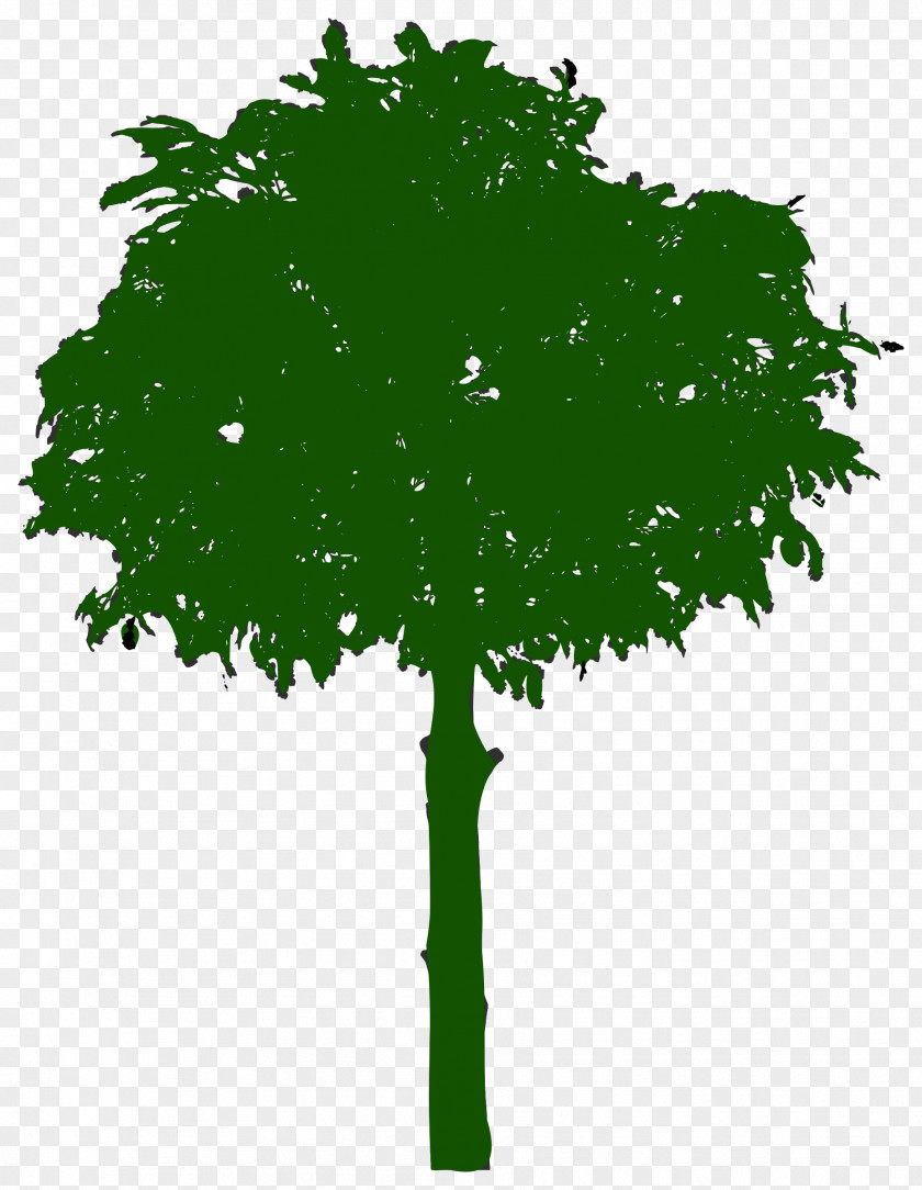 Leaf Branch Tree Oak Clip Art PNG