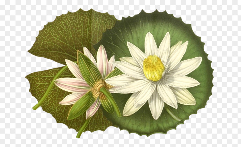 Nymphaea Lotus Illustration Design Stock Photography PNG